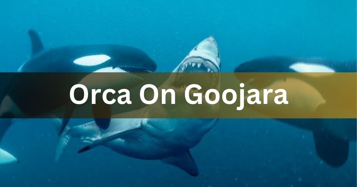 Orca On Goojara