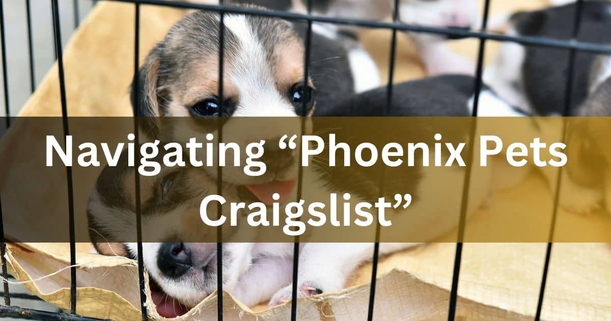 Navigating “Phoenix Pets Craigslist”