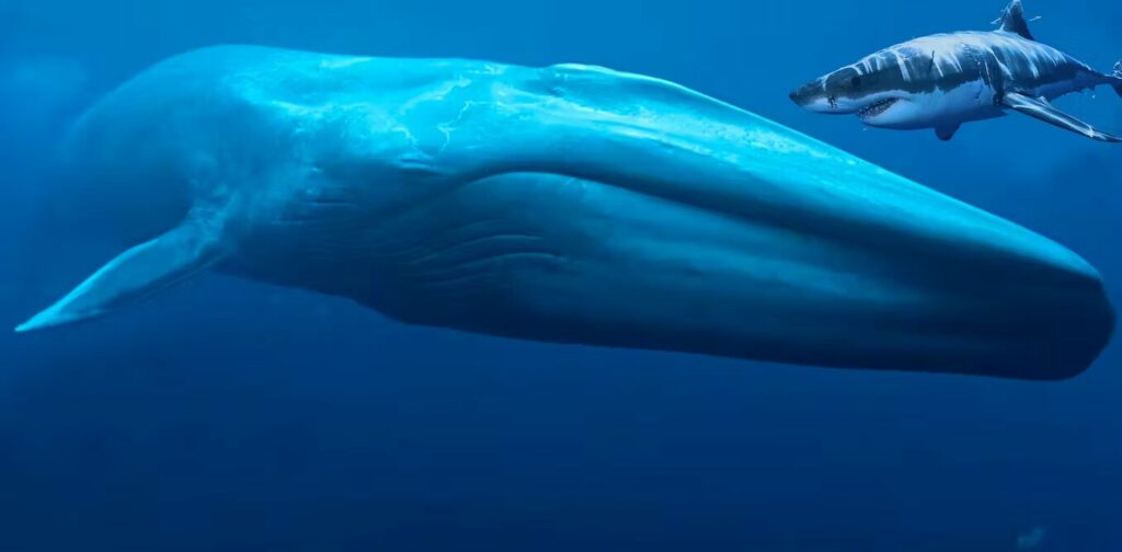 What Is The Blue Whale Bitten In Half Incident