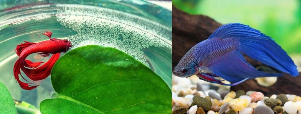 Introduction To Female Betta Fish