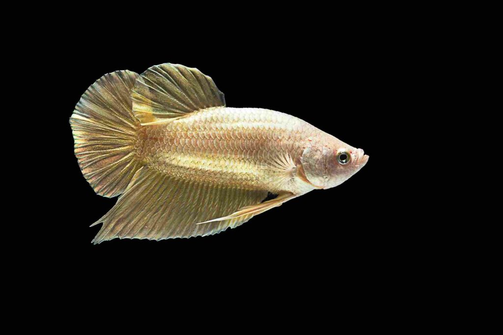 Types Of Female Betta Fish